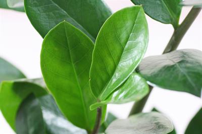 Zamioculcas zamiifo